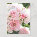 Recherche de rosas cartes postales Pour elle