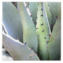 Suche nach agave untersetzer Kakteen
