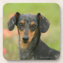 Suche nach haarig untersetzer Hund
