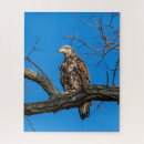 Recherche de aigle puzzles Rapace