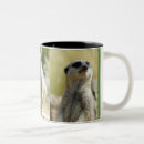 Recherche de merkats tasses Faune