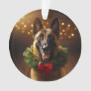 Recherche de malinois de vacances Belge