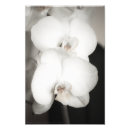 Suche nach orchidee poster Fotografie