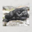 Recherche de chimpanzee postcards cartes postales Primate