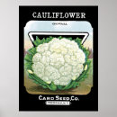 Recherche de chou fleur posters Jardin