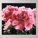Recherche de arrière plan rose posters Texture