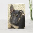Suche nach guter schäfer karten Hund
