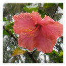 Recherche de hawaïen posters Hawaii