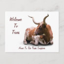 Suche nach longhorns postkarten Kuh