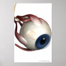 Suche nach realistic poster View