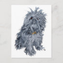 Recherche de griffons cartes postales Griffon bruxellois