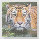 Suche nach tiger untersetzer Katze