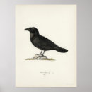 Suche nach corvid poster Raven