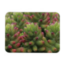 Recherche de desserts magnets Rose