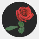 Suche nach single rose aufkleber Flora