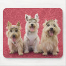 Recherche de westie tapis souris Animaux domestiques