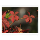 Suche nach makro poster Blatt