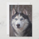 Recherche de husky invitations Chien husky sibérien