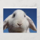 Suche nach weißes kaninchen poster Alien