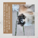Recherche de tzu de shih invitations Animal
