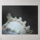 Recherche de coquillages de art Tropical