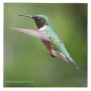 Recherche de rubis throated Hummer
