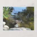 Recherche de cocon cartes postales Animaux