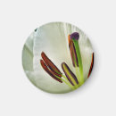 Suche nach weiße lilien magnete Blüte