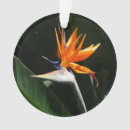 Suche nach paradiesvögel ornamente Natur