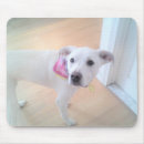Recherche de chiots mignons tapis souris Amoureux de les chiens