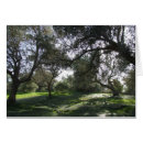 Suche nach olivenbaum alle karten Mediterran