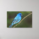 Suche nach singvögel leinwandbilder Tierwelt