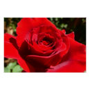Recherche de fleur rouge posters Jardin