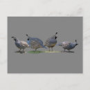 Suche nach wachteln postkarten Vogelvogel