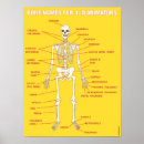 Recherche de os posters Anatomie