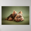 Suche nach yorki poster Hunde
