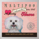 Suche nach maltipoo poster Maltipos