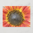 Recherche de tournesol jaune cartes postales Beau