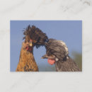 Recherche de poulet drôle cartes visite Poulets