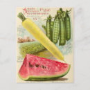 Recherche de graines cartes postales Vintage