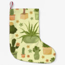 Recherche de plantes chaussette de noël Succulent