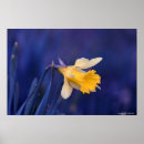 Suche nach narzissen poster Blau