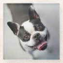 Suche nach lustige bulldoggen untersetzer Französische bulldogge