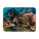 Suche nach aquarium magnete Ozean