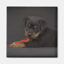 Recherche de petit chien magnets Bébé
