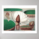 Suche nach wasserlilien poster Blume