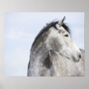 Suche nach 2 pferde poster Horizontal