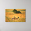 Suche nach antilope leinwandbilder Fauna