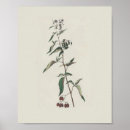 Suche nach nightshade Blume