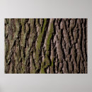 Suche nach tree bark poster Wood